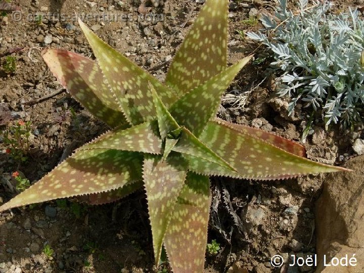 Aloe branddraaiensis JLcoll. P1120482